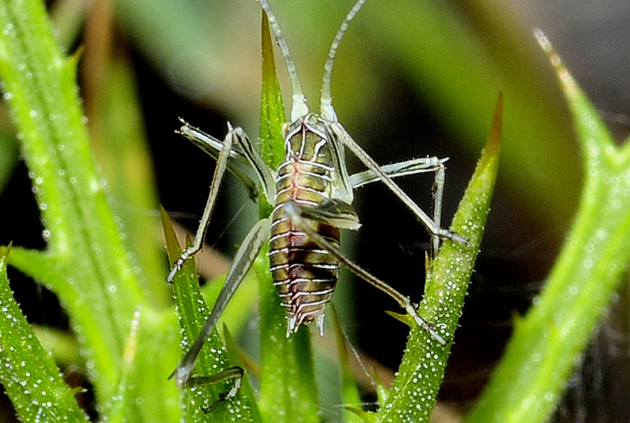 Tylopsis lilifolia, giovane neanide   - dalla Grecia